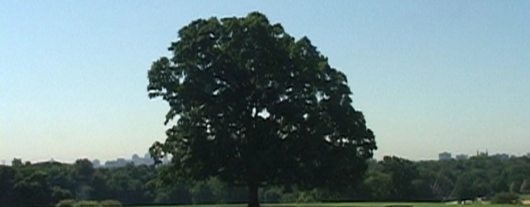 fairmount tree