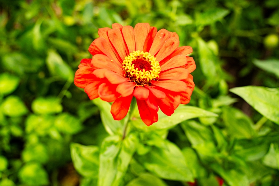 photo of orange zinnia in garden