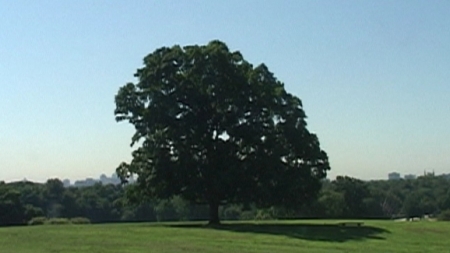 fairmount tree