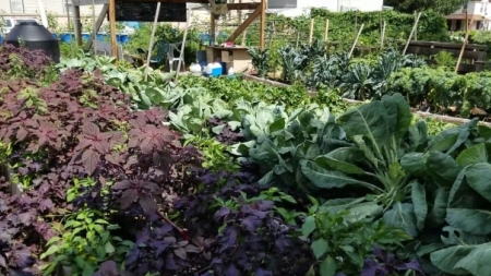 Garden Plots